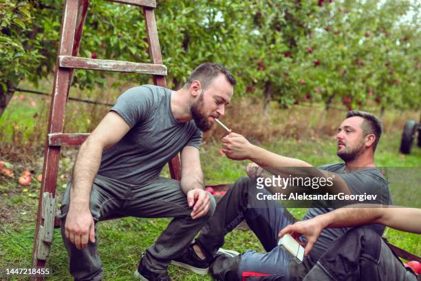 colleagues lighting cigarette of bearded male worker while taking break from harvesting apples - macedonia country stockfoto's en -beelden