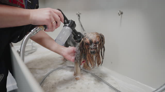 professional procedure of washing dog in grooming salon, groomer is shampooing dog