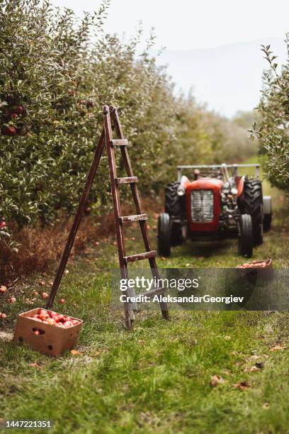 la stagione della raccolta delle mele raffigurata sul frutteto - albero da frutto foto e immagini stock