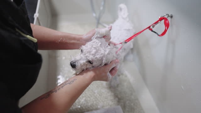 groomer or dog owner is bathing white dog in bathtub, shampooing hair of little cute poodle