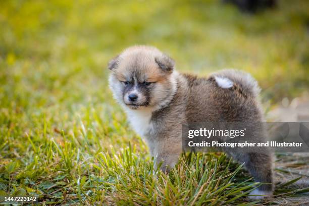 joven y hermoso perro akita inu al aire libre el día de otoño - akita inu fotografías e imágenes de stock