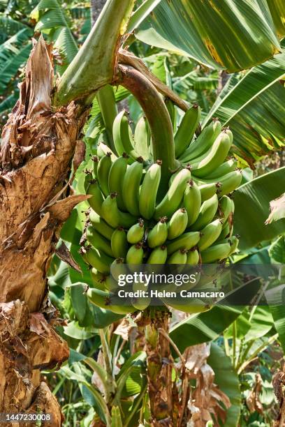 banana tree with bunch of green bananas in agricultural plantation - banana tree stockfoto's en -beelden