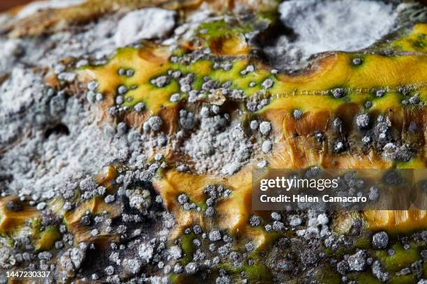 close up of mold on rotten fruit. mold on organic product - fungal mold stockfoto's en -beelden