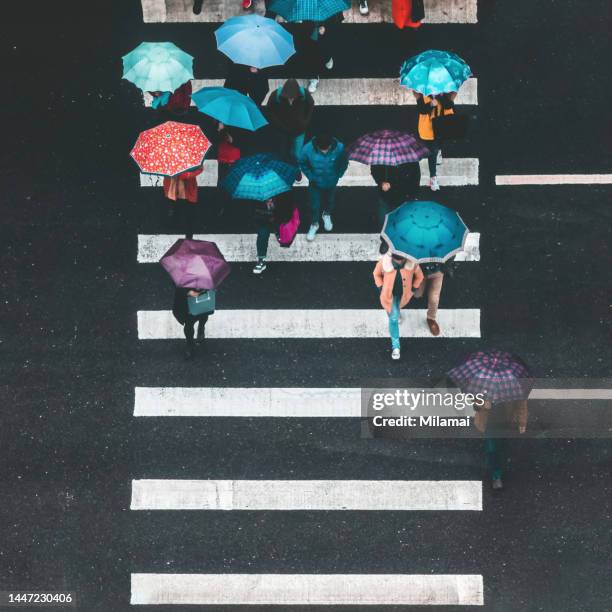 directly above view of people with umbrellas walking on a crosswalk on a rainy day in the city. sichuan province, china - zebrastreifen stock-fotos und bilder