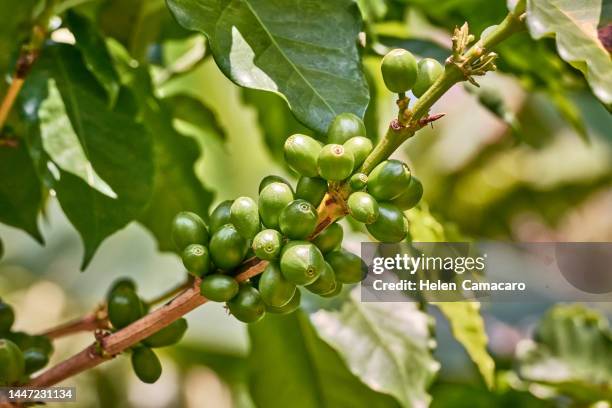 fresh green coffee beans on tree branch - cherry tree stockfoto's en -beelden