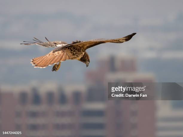 red tailed hawk hunting - roodstaartbuizerd stockfoto's en -beelden