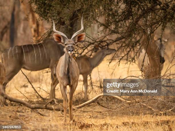 greater kudu in tanzania - kudu bildbanksfoton och bilder