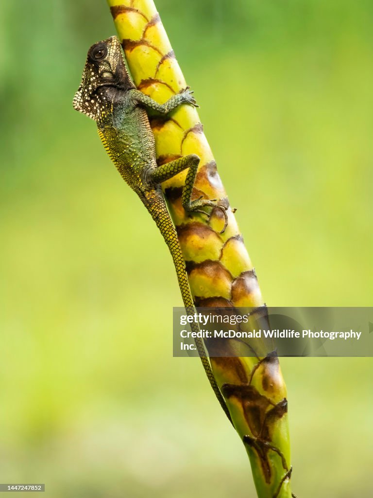 Helmeted iguana in Costa Rica