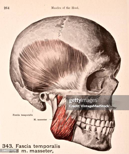 Masseter Location 32 Musculus Masseter Stock Photos, High-Res Pictures, and Images ...