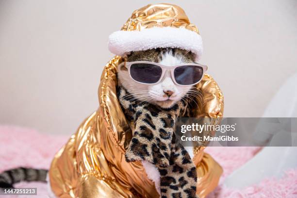 cat wearing metallic jacket and hat winter clothing - cat design stock pictures, royalty-free photos & images