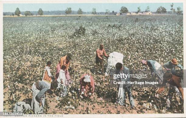 Cotton Pickers in the Field, 1907 Creator: Detroit Publishing Company.