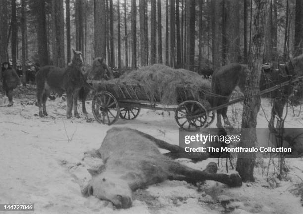 Horse lies dead in the snow in freezing conditions with a man standing next to horses and a cart in the wooded background, Eastern Front, circa 1941....