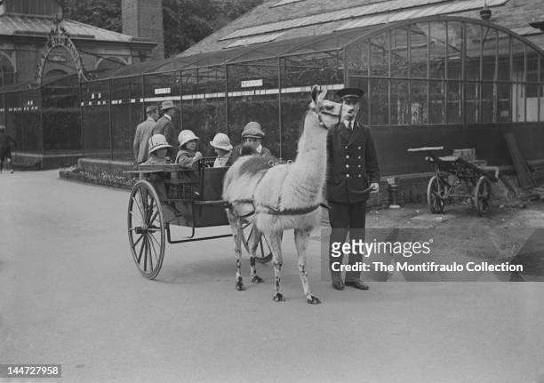 Group of young children taking a ride in a two wheeled carriage pulled by a Lhama being led by a zoo keeper, in the background two men looking into a...