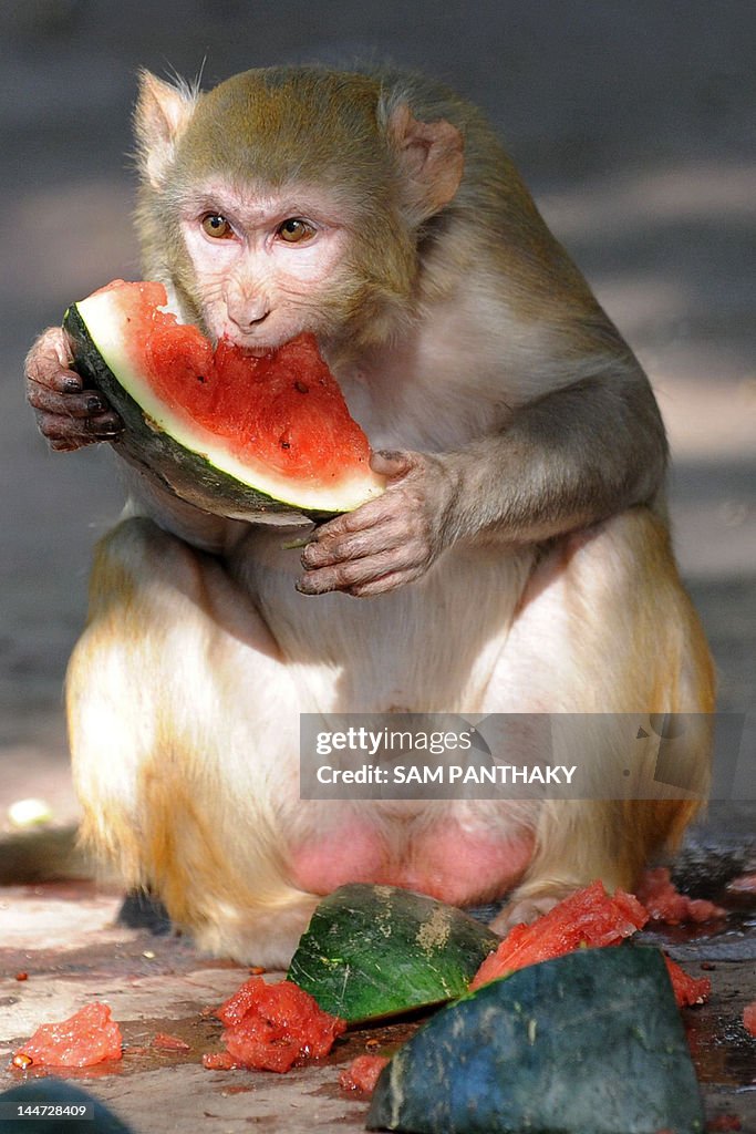 A rhesus macaque eats watermelon, provid