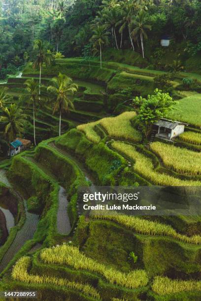 rice terrace, ubud - ubud stock pictures, royalty-free photos & images