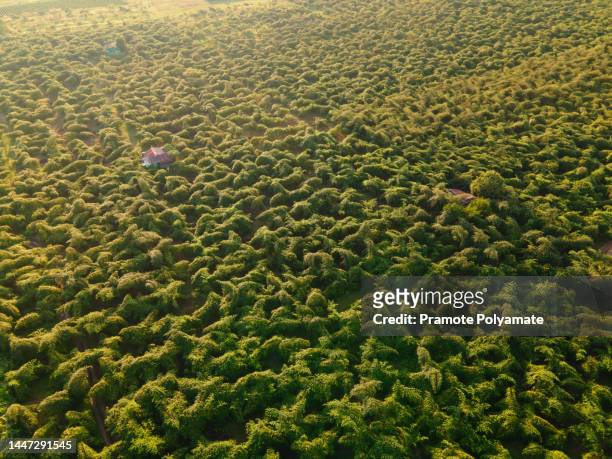 aerial view of jujube farm in an agricultural jujube farm. monkey apple ziziphus, mauritania apple, prune, vietnamese jujube. - dörrpflaume stock-fotos und bilder