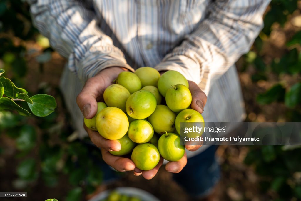 Close up hand of A farmer holding jujube in hand in an agricultural Jujube farm. Chinese date, monkey Ziziphus,Mauritania apple, prune. Vietnamese Jujube.
