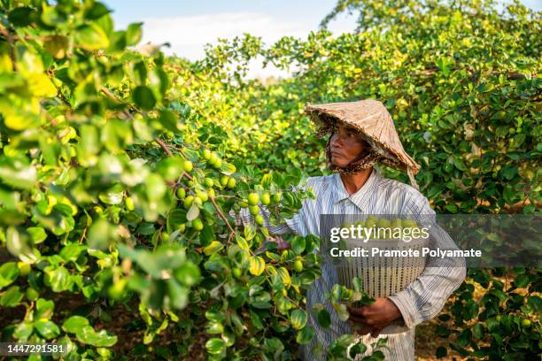 asian farmers harvesting jujube fruit in an agricultural jujube farm. monkey apple ziziphus, mauritania apple, prune, vietnamese jujube. - jojoba stockfoto's en -beelden