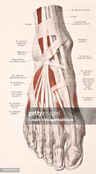 Back Toe Anatomy Of Bottom Of Foot Photos and Premium High Res Pictures - Getty ...