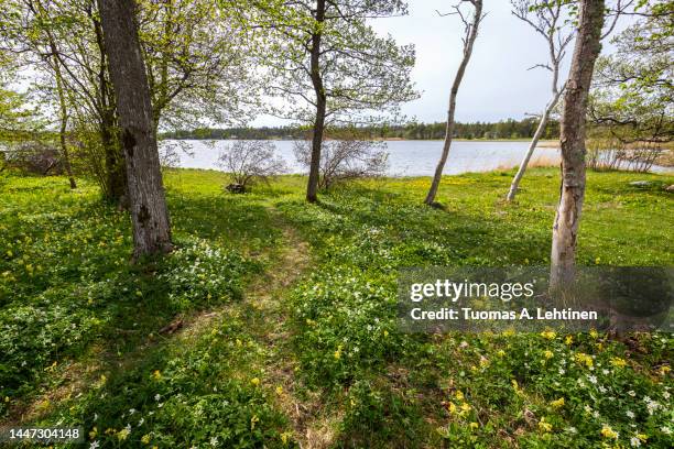 beautiful view of flowering plants in the meadow by the sea at the ramsholmen nature reserve in åland islands, finland, on a sunny day in spring. - spring finland stock pictures, royalty-free photos & images