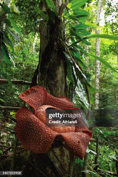 rafflesia arnoldii - biggest stock pictures, royalty-free photos & images