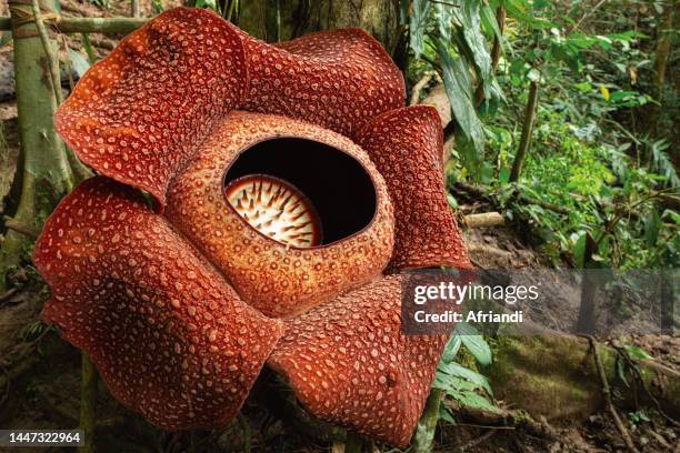 rafflesia arnoldii - rafflesia arnoldii stock pictures, royalty-free photos & images