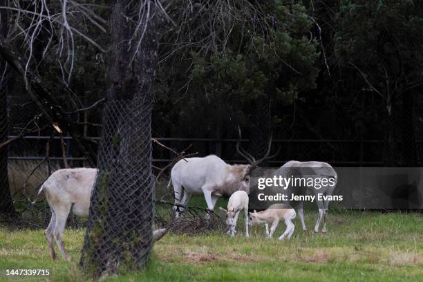 Critically endangered addax calves graze with the adult addax on December 07, 2022 in Dubbo, Australia. The zoo is run by the Taronga Conservation...