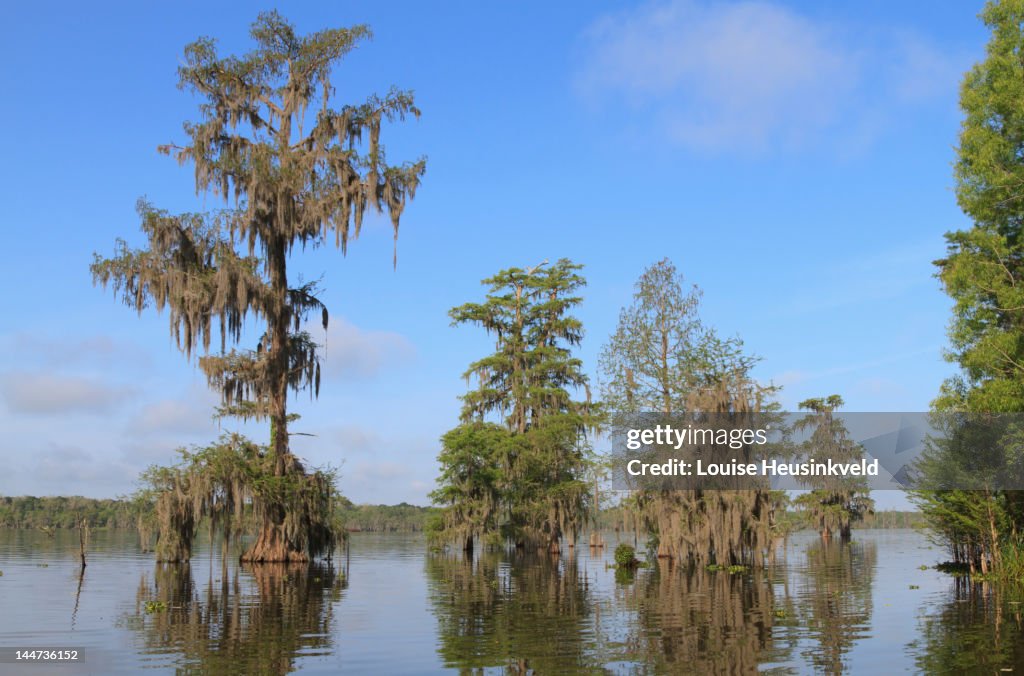 Lake Martin, Louisiana, in spring