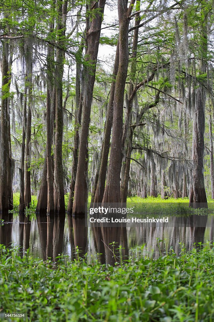 Spanish Moss, Bald Cypress, and invasive Hyacinth