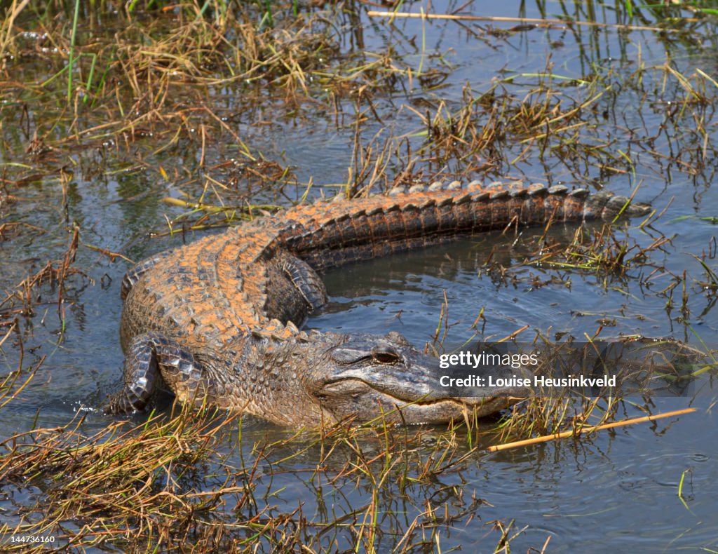 American Alligator lying in wait