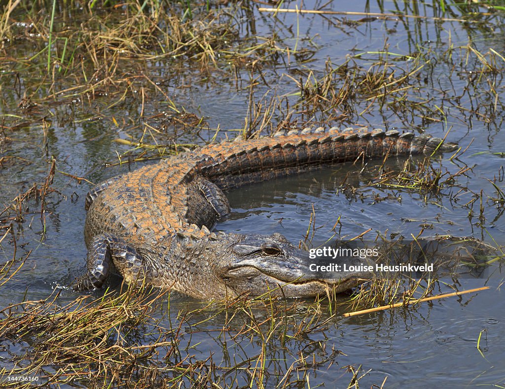 American Alligator lying in wait