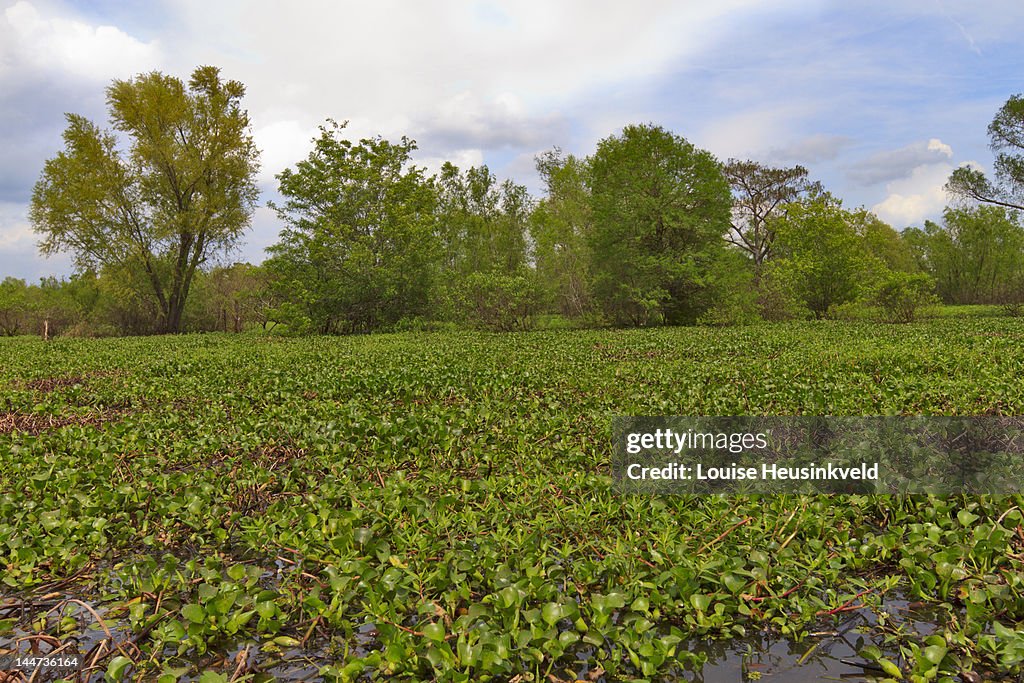 Invasive Water Hyacinth in the Atchafalaya Swamp