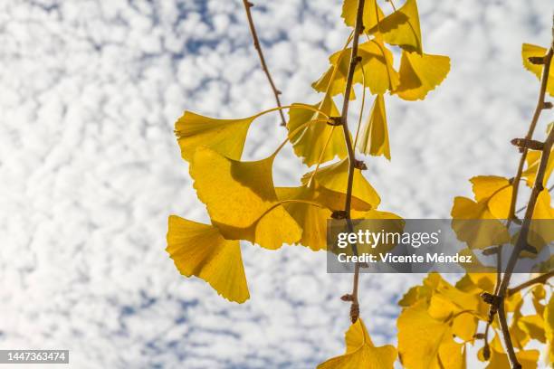 ginkgo biloba leaves and branches in autumn - ginkgo tree - fotografias e filmes do acervo