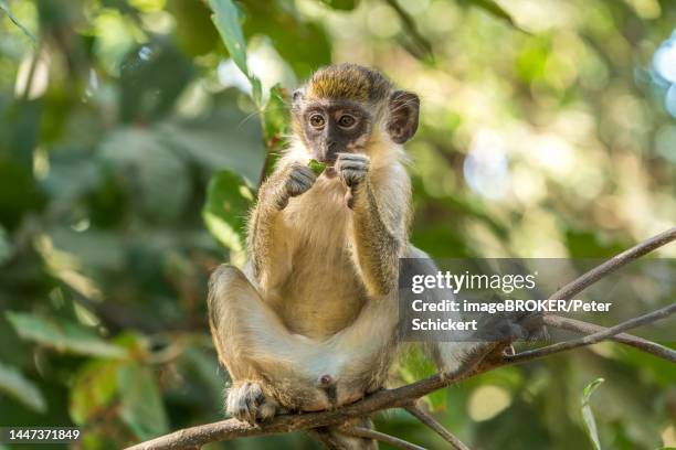young western green monkey (chlorocebus sabaeus), bijilo forest park, bijilo, gambia, west africa - bijilo stock pictures, royalty-free photos & images