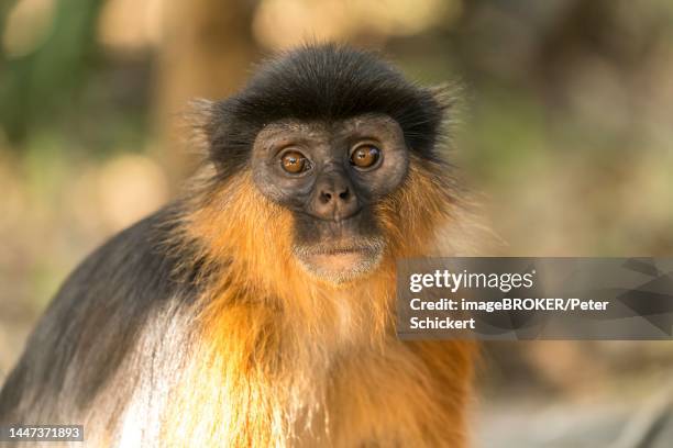 temminck's red colobus (piliocolobus temminckii), bijilo forest park, bijilo, gambia, west africa - bijilo stock pictures, royalty-free photos & images