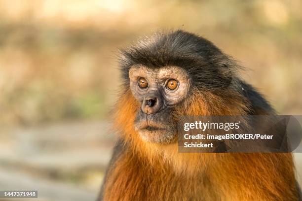 temminck's red colobus (piliocolobus temminckii), bijilo forest park, bijilo, gambia, west africa - temminckii stock pictures, royalty-free photos & images