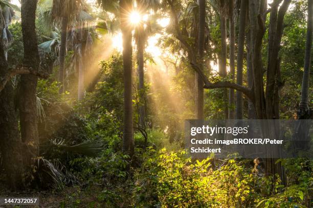 sunbeams in the jungle, bijilo forest park, bijilo, gambia, west africa - bijilo stock pictures, royalty-free photos & images