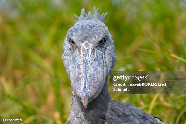 shoebill (balaeniceps rex), also abu markub, animal portrait, frontal, bangweulu swamps, zambia - shoebill stock pictures, royalty-free photos & images