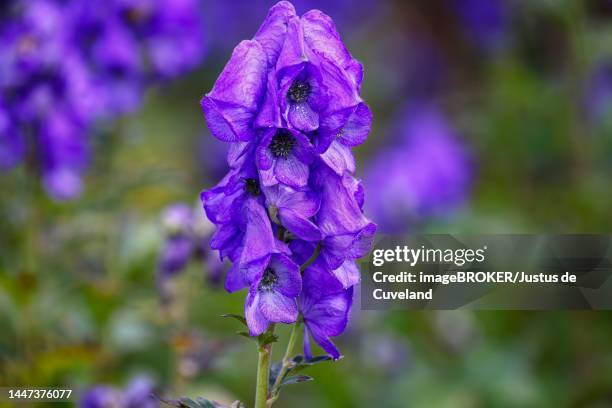 monkshood (aconitum carmichaelii arendsii), autumn monkshood, native country china, germany - monkshood stock pictures, royalty-free photos & images