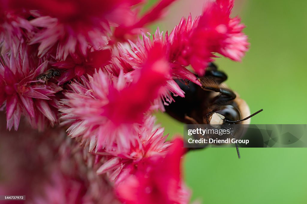 Carpenter bee on a cockscomb flower.