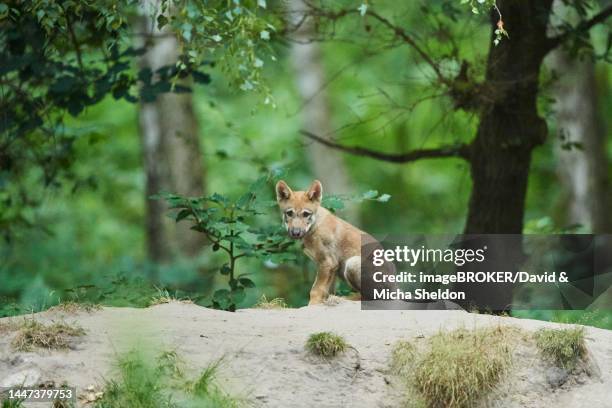 eurasian (canis lupus lupus) wolfes youngster in the forest, hesse, germany - canis lupus lupus stock pictures, royalty-free photos & images