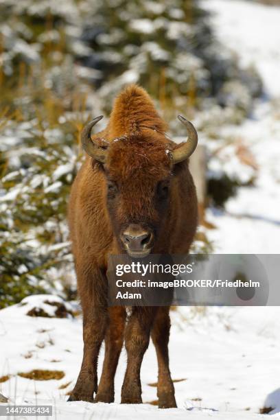 bisonan bison (bison bonasus), in winter, captive, bison wilderness on the rothaarsteig, sauerland, north rhine-westphalia, germany - bison stock-fotos und bilder