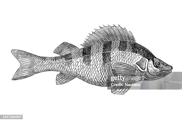 perch - perch fish stock illustrations