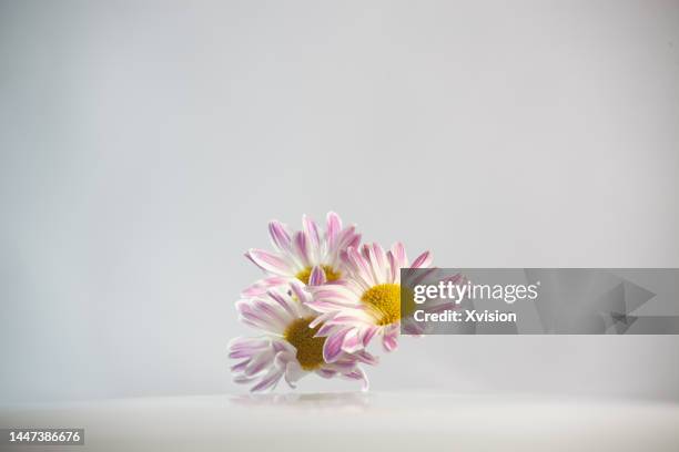 pink daisy flying in mid air in white background - pink daisy stock pictures, royalty-free photos & images