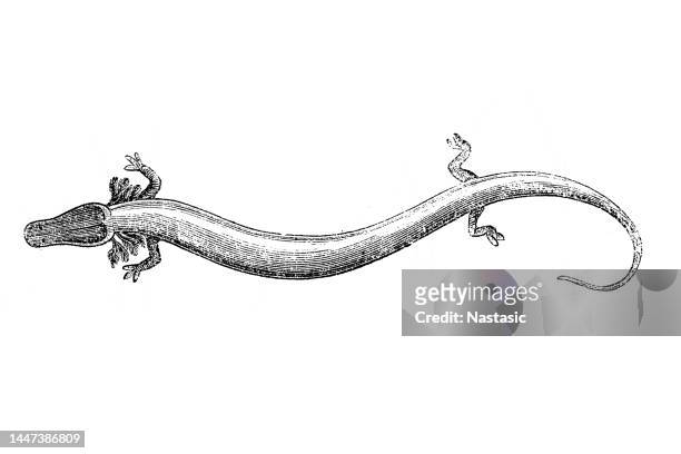 ilustraciones, imágenes clip art, dibujos animados e iconos de stock de olm o proteus (proteus anguinus - salamandra