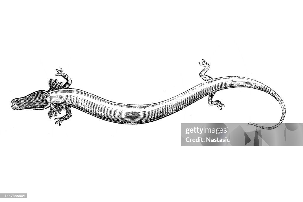 Olm or proteus (Proteus anguinus)