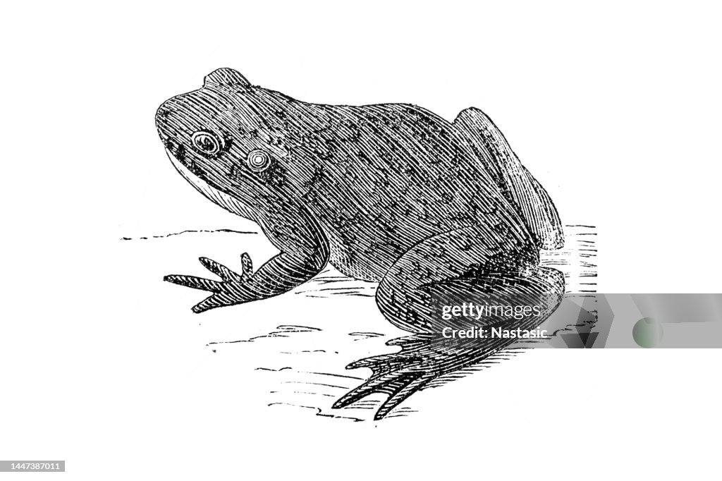 Oriental fire-bellied toad (Bombina orientalis)