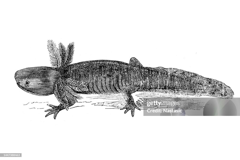 Axolotl