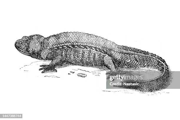 ribbed newt (pleurodeles waltl) - lizard eye closeup stock illustrations