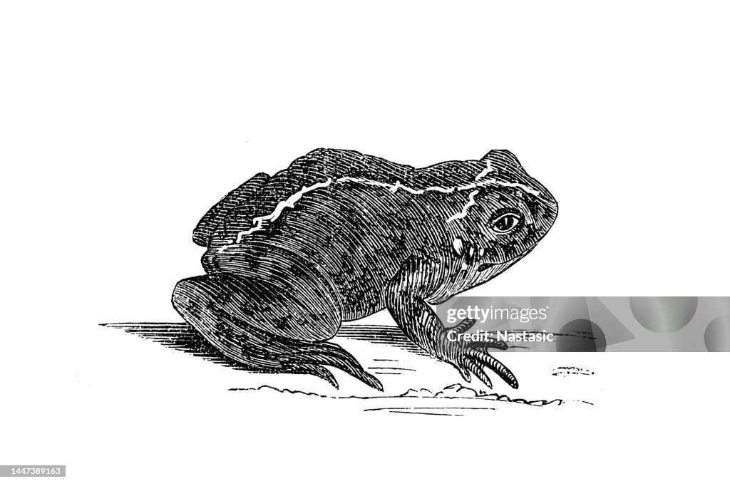 Natterjack toad, Bufo calamita
